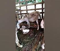 Kambing Melahirkan Kembar Sendiri Pertanda Apa